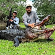 alligator-666