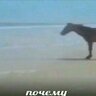 Порш9229