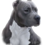 AmStaff