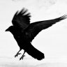DarkBird