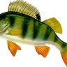 Mawonkulis