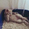 neytxn2881