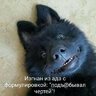 Папуас
