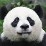 Pandal337