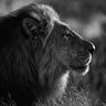 JohnLion