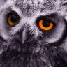 cookie_12