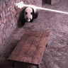Realpanda