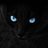 blackcat2019