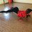 KOT_B_CAPOGAX